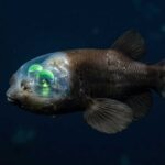 Pez cabeza transparente Macropinna microstoma con ojos verdes tubulares en el abismo