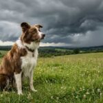 Sentido de los perros detectando cambios climáticos ante una tormenta inminente