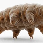 El animal que puede pasar años sin comer… y seguir con vida Tardígrados supervivencia extrema vistos bajo microscopio